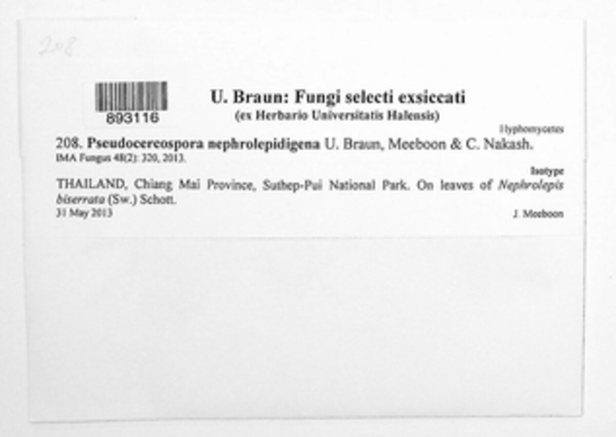 Pseudocercospora nephrolepidigena image